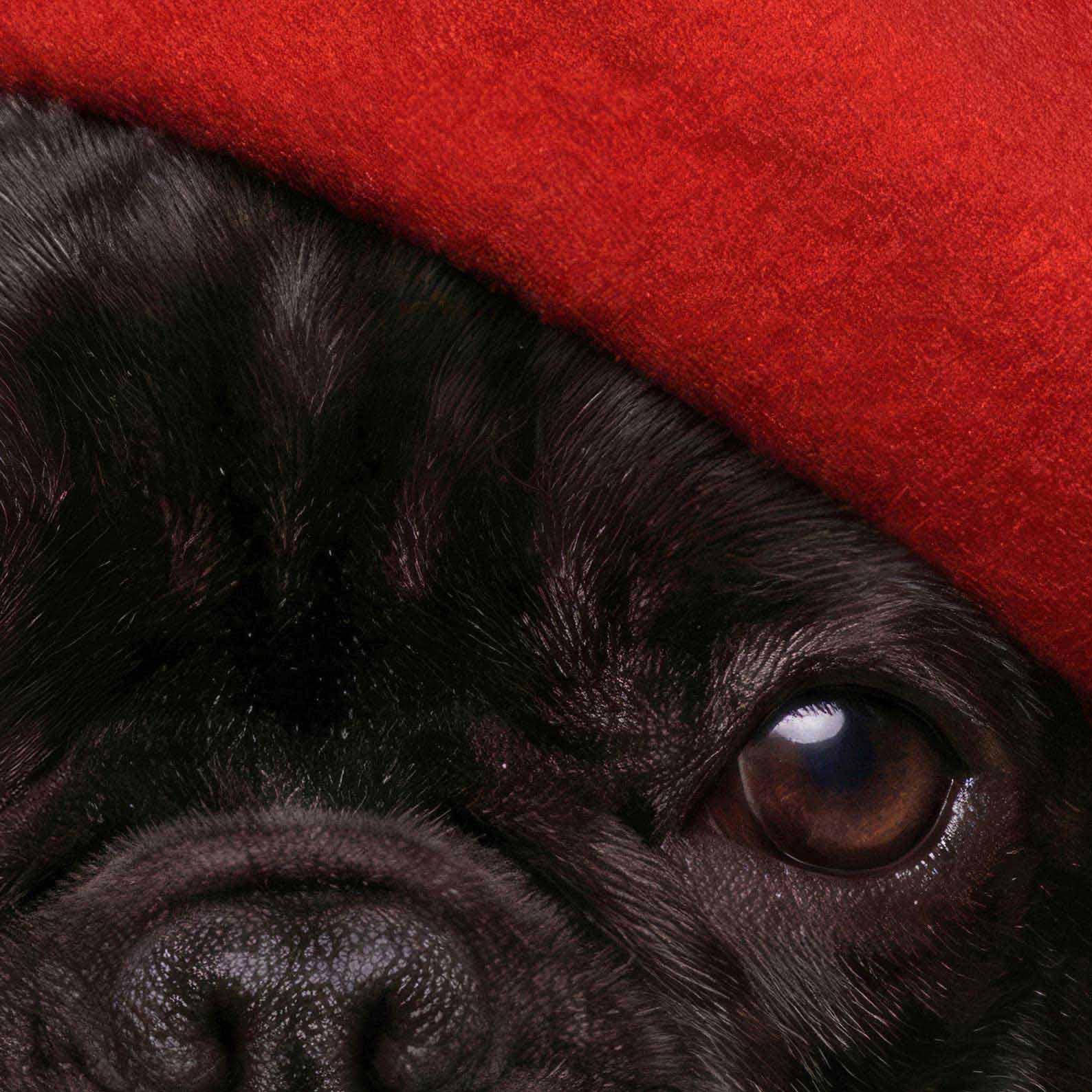 High Resolution Art Texture Of Fashion French Bulldog I N