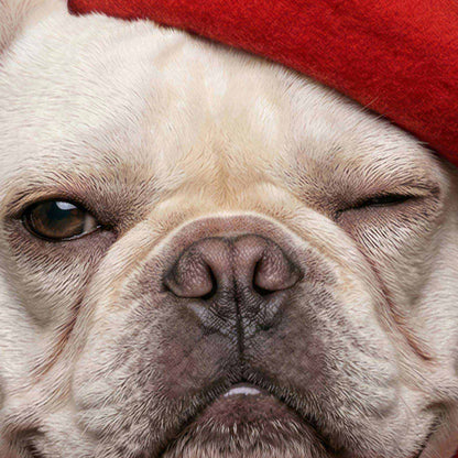 Extreme Close Up Detail Of Fashion French Bulldog III