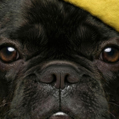 Extreme Close Up Detail Of Fashion French Bulldog II
