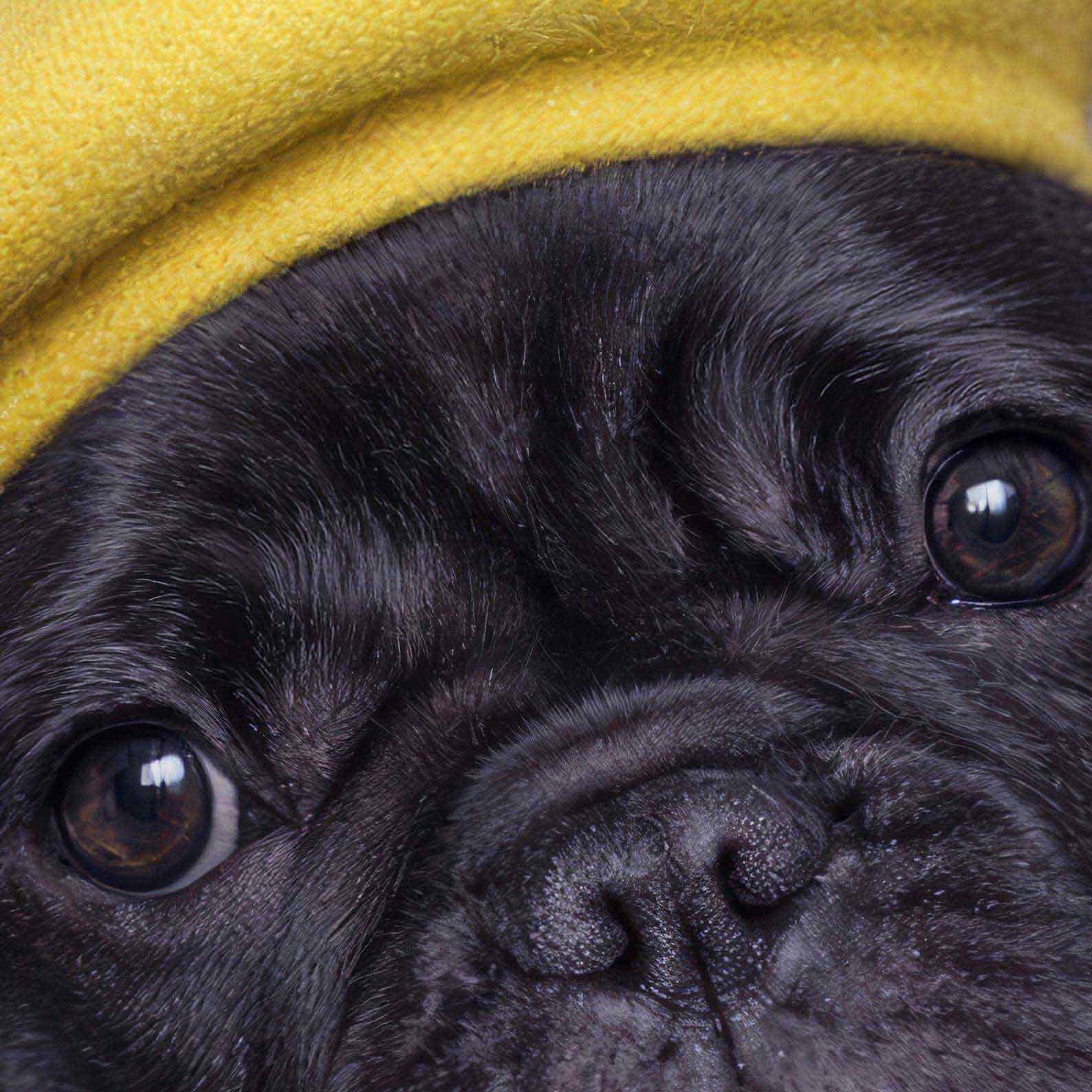 Extreme Close Up Detail Of Fashion French Bulldog IV