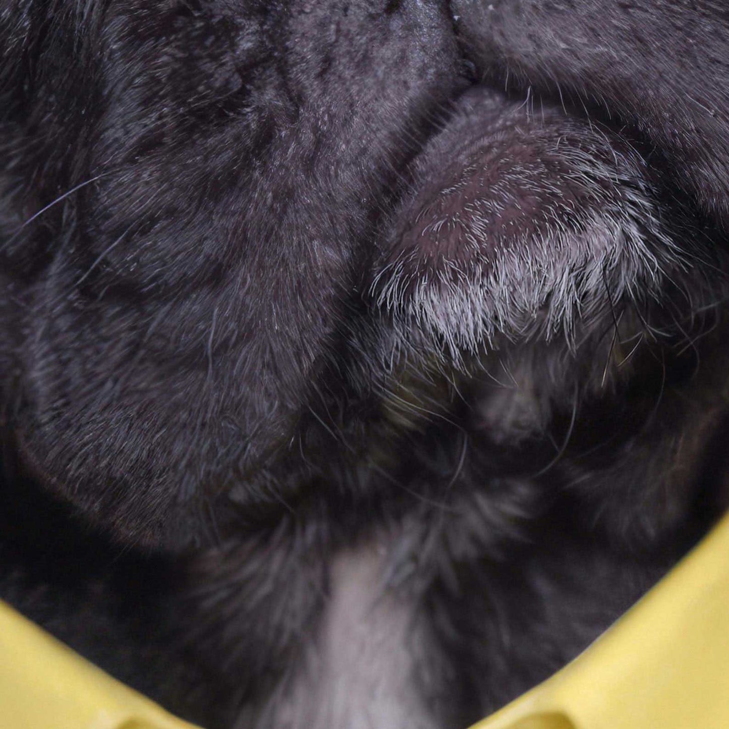 High Resolution Art Texture Of Fashion French Bulldog IV