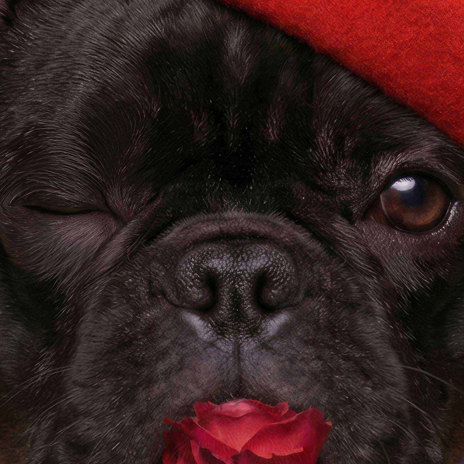 Extreme Close Up Detail Of Fashion French Bulldog I