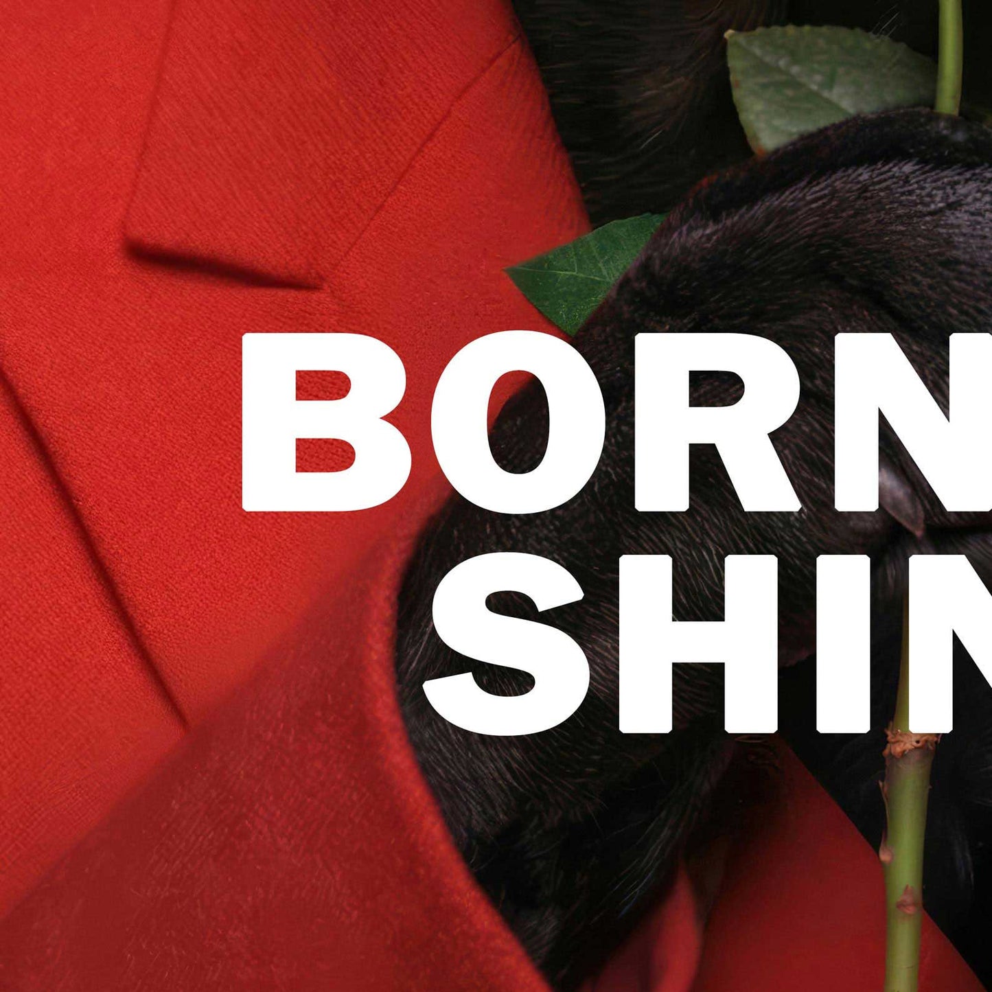 High Definition Print Quality Detail Of Fashion French Bulldog I