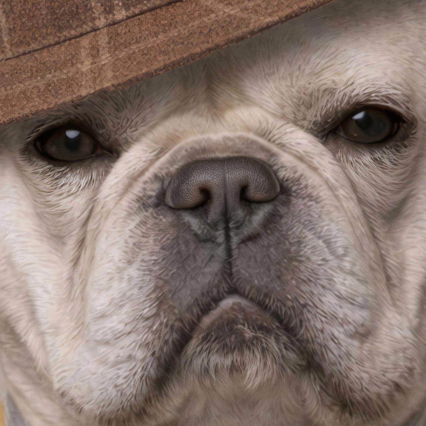 Extreme Close Up Detail Of Fashion French Bulldog V N