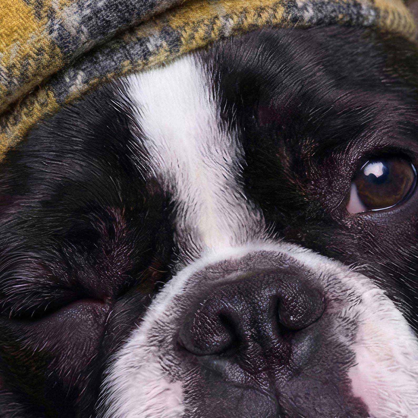 Extreme Close Up Detail Of Fashion French Bulldog VII