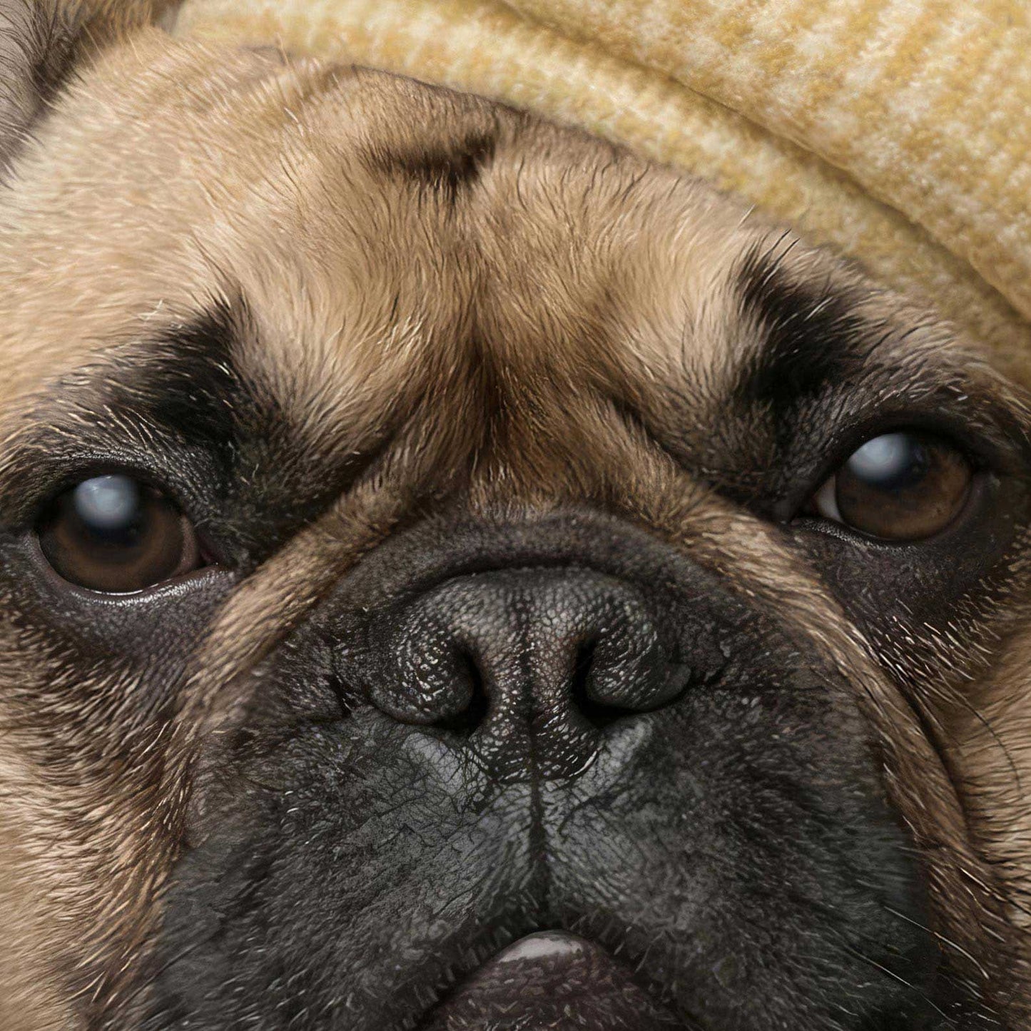 Extreme Close Up Detail Of Fashion French Bulldog VI