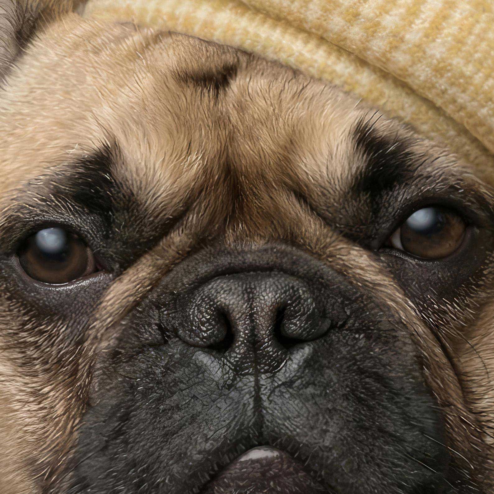Extreme Close Up Detail Of Fashion French Bulldog VI