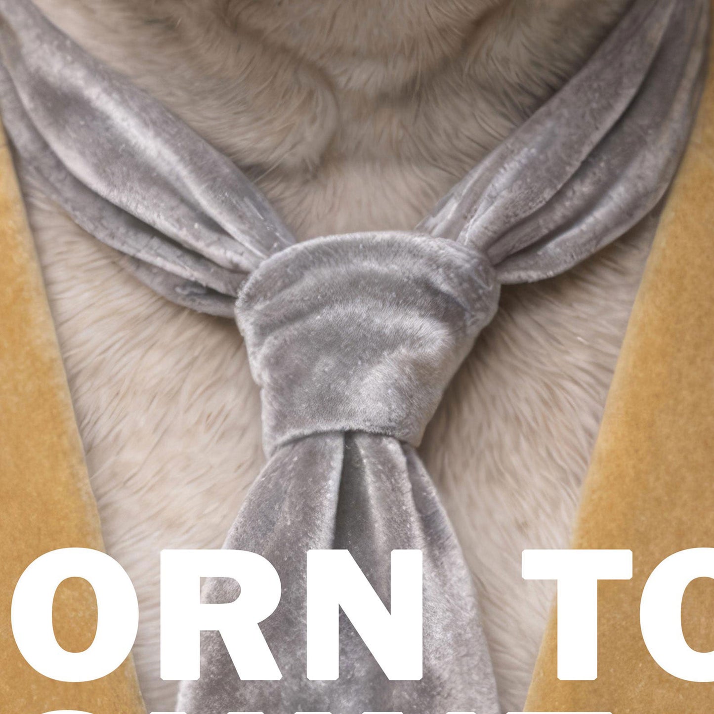 High Definition Print Quality Detail Of Fashion French Bulldog V