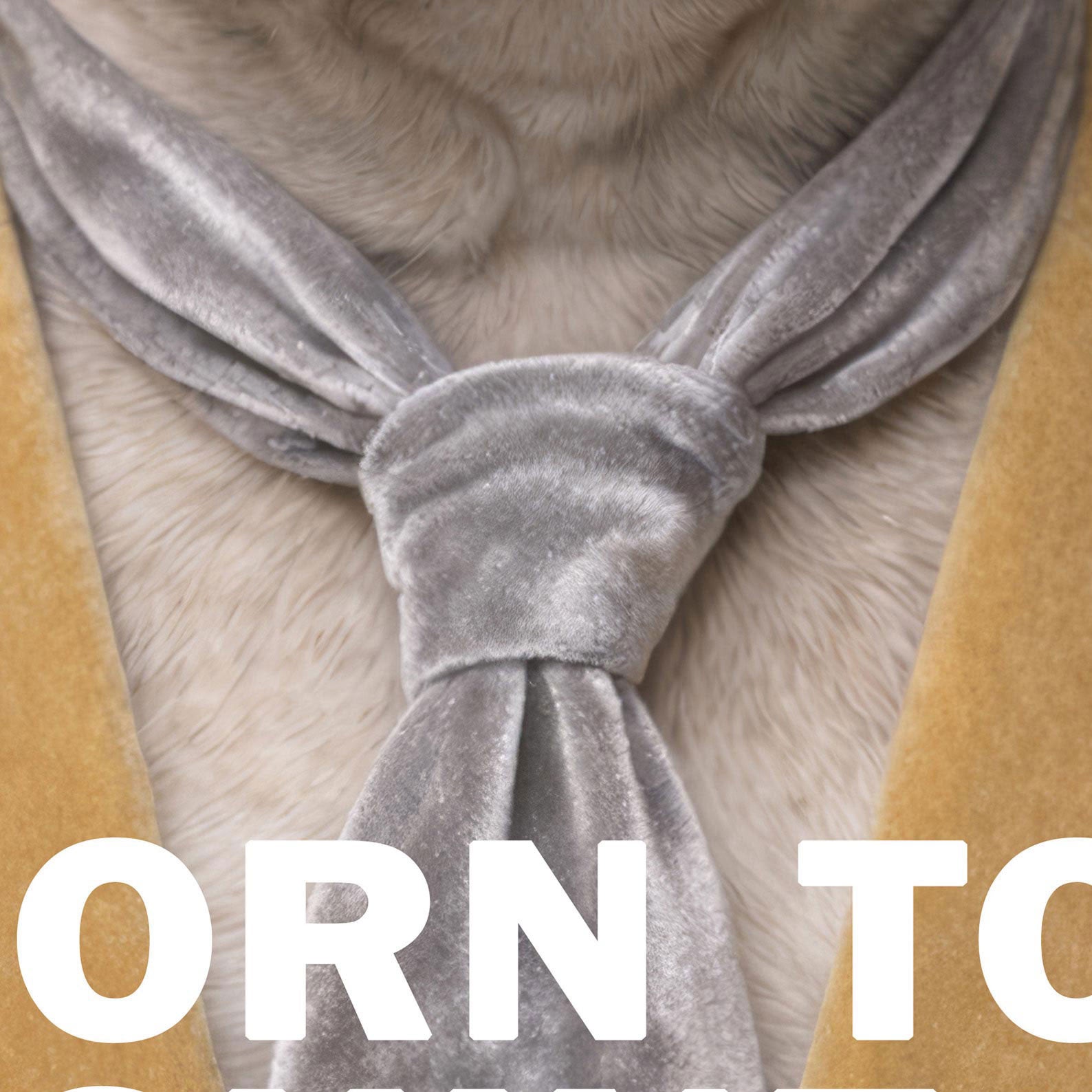 High Definition Print Quality Detail Of Fashion French Bulldog V