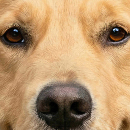 Extreme Close Up Detail Of Fashion Golden Retriever I