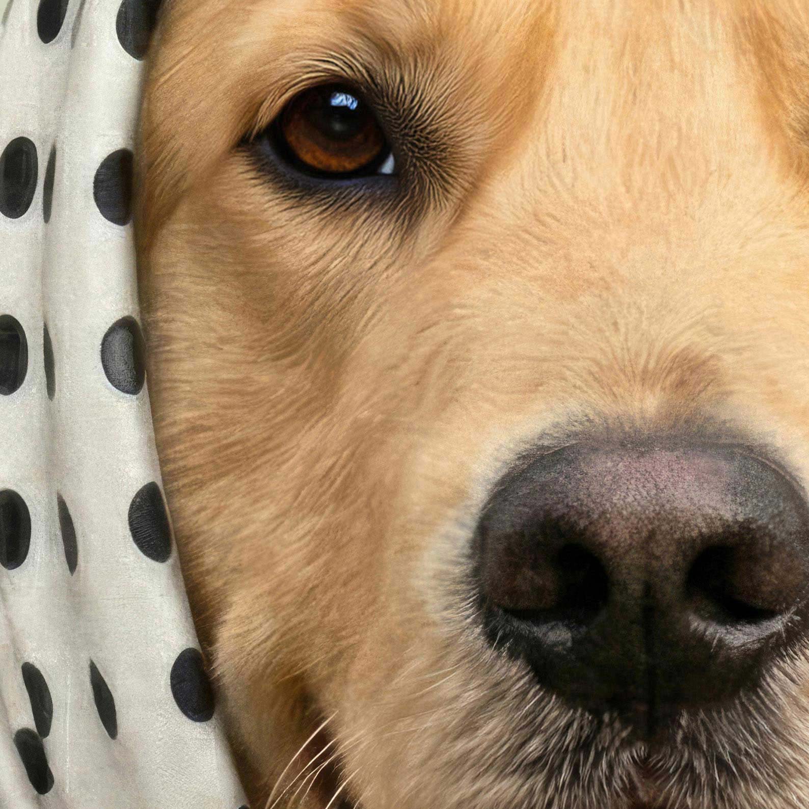 High Resolution Art Texture Of Fashion Golden Retriever I