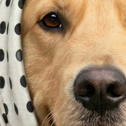 High Resolution Art Texture Of Fashion Golden Retriever I