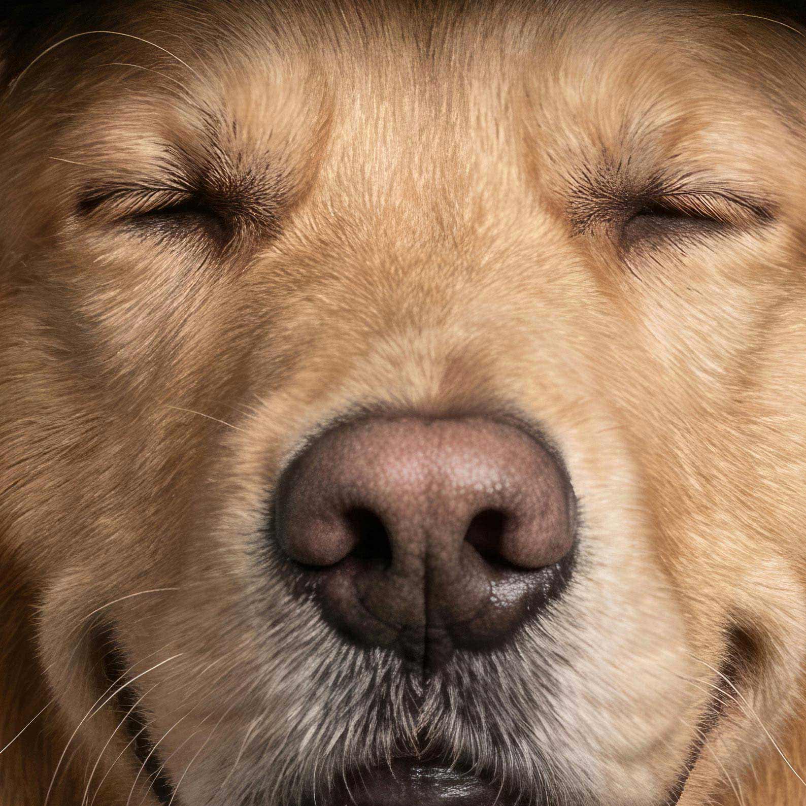 Extreme Close Up Detail Of Fashion Golden Retriever N