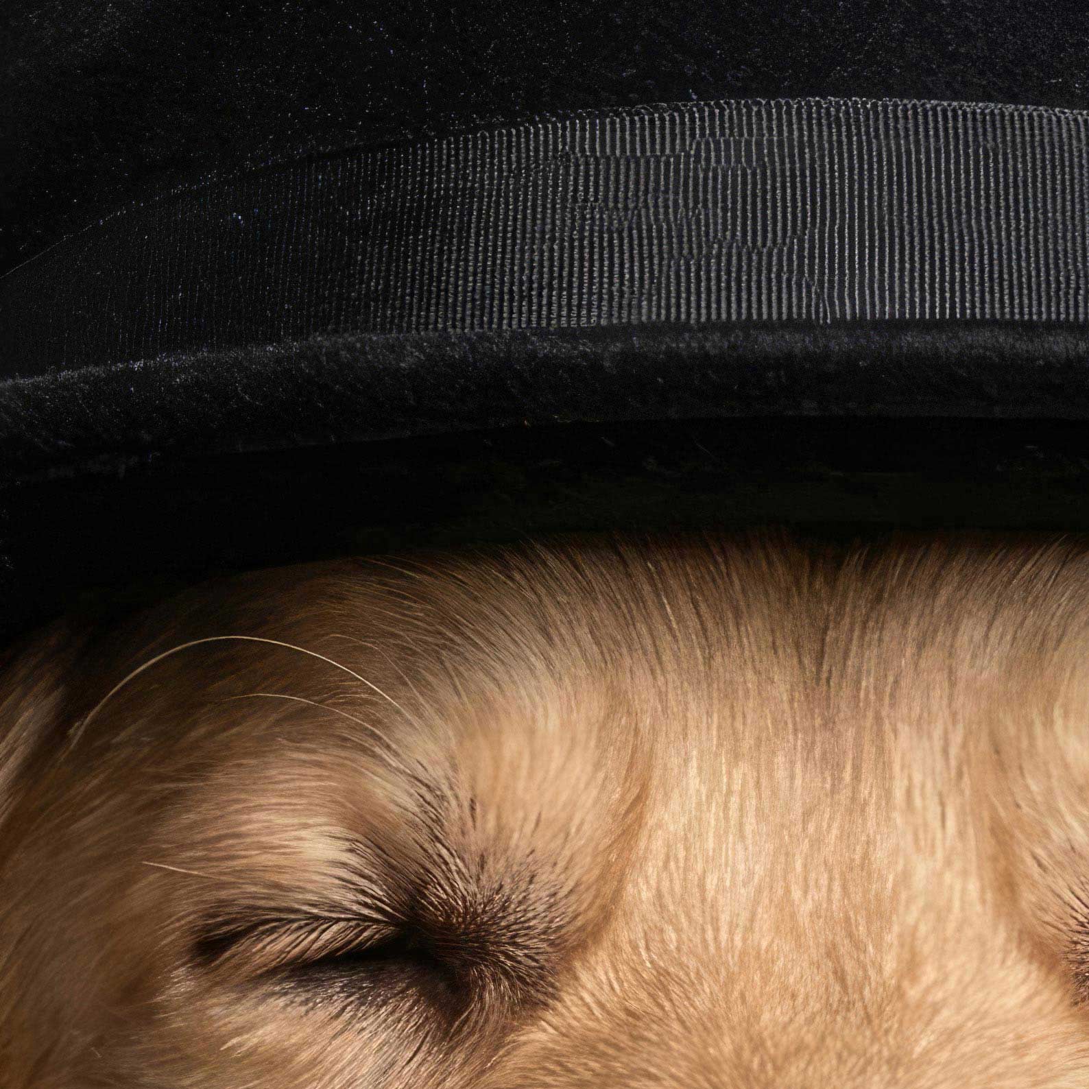 High Resolution Art Texture Of Fashion Golden Retriever N
