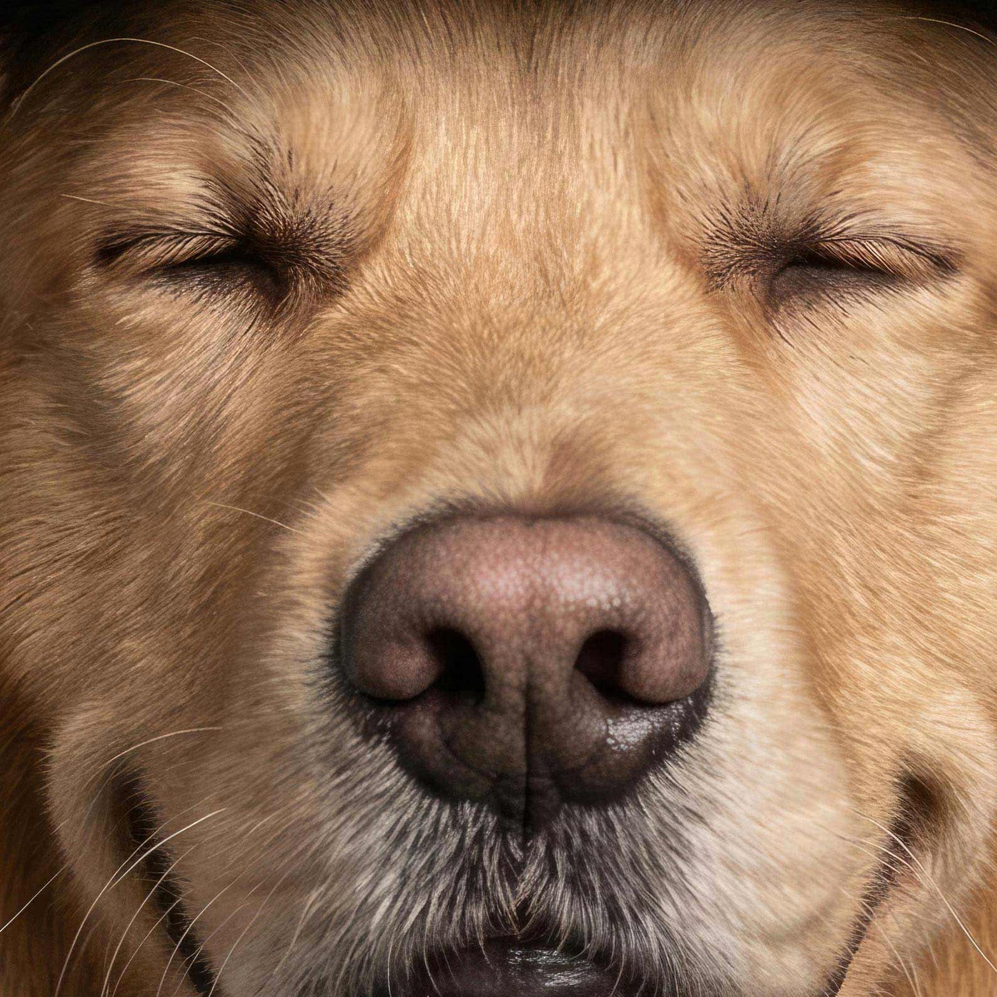 Extreme Close Up Detail Of Fashion Golden Retriever