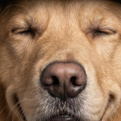 Extreme Close Up Detail Of Fashion Golden Retriever