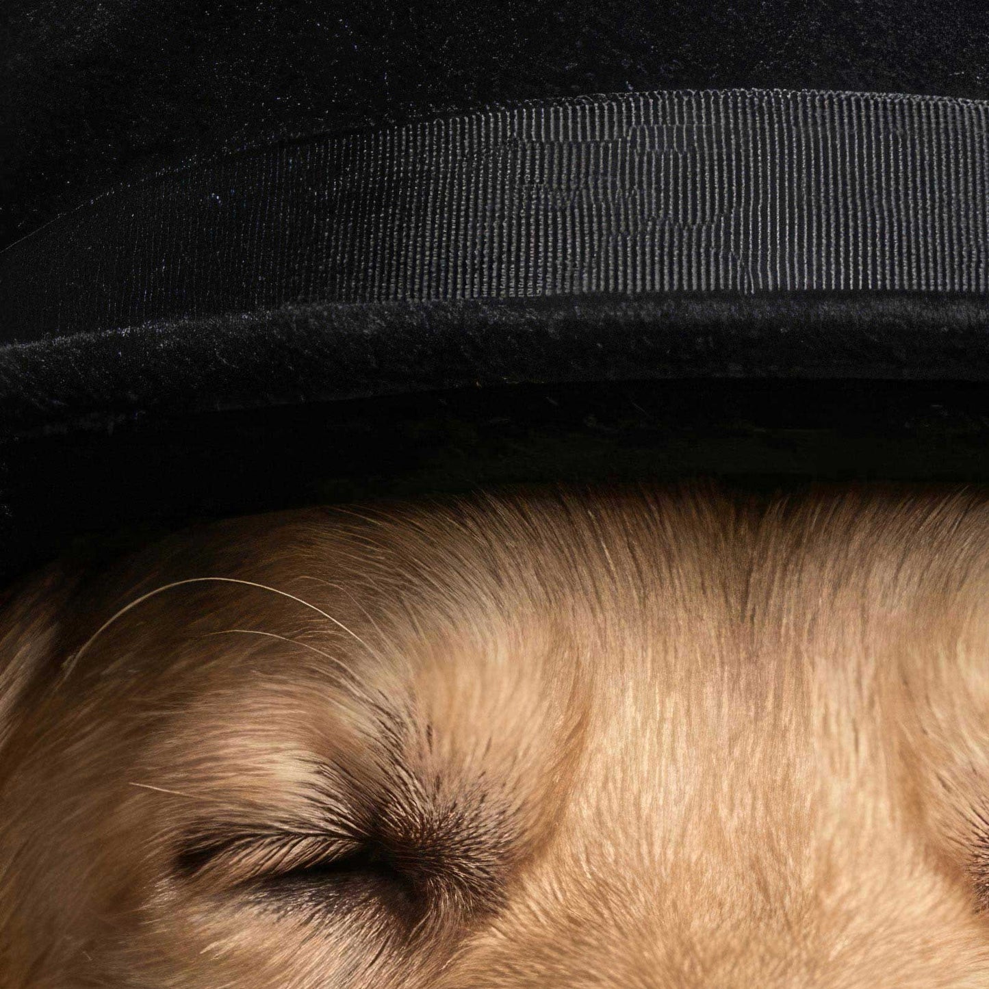 High Resolution Art Texture Of Fashion Golden Retriever