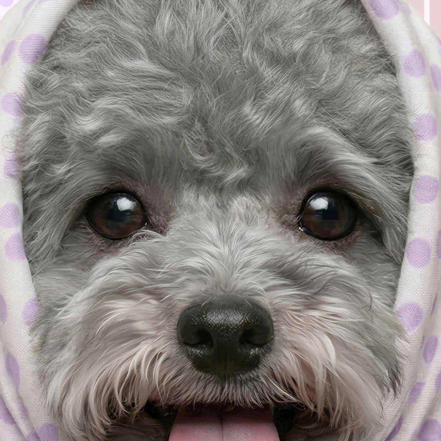 Extreme Close Up Detail Of Fashion Grey Poodle
