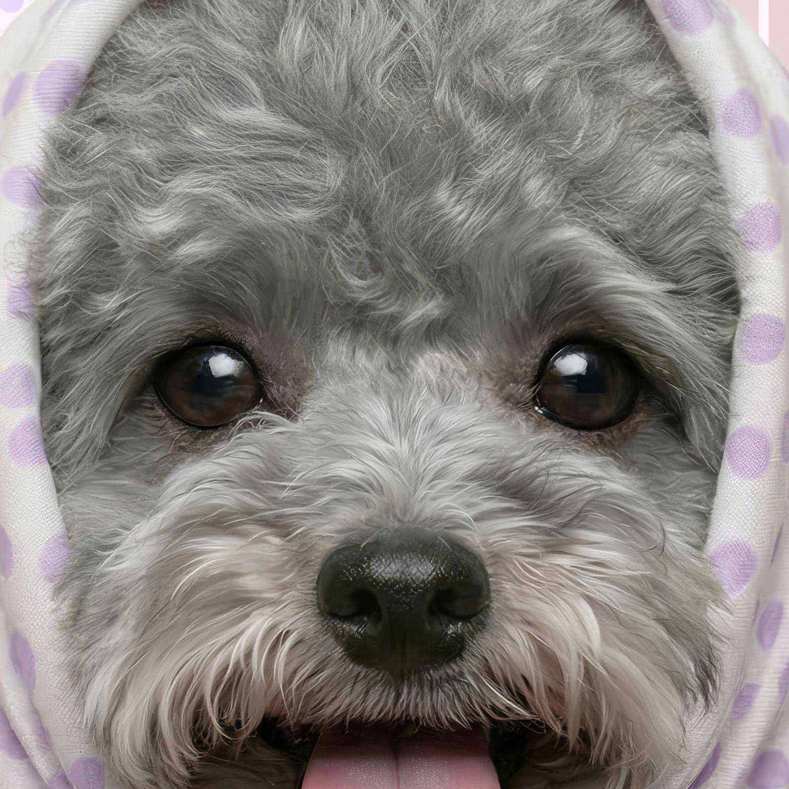 Extreme Close Up Detail Of Fashion Grey Poodle