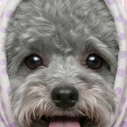 Extreme Close Up Detail Of Fashion Grey Poodle