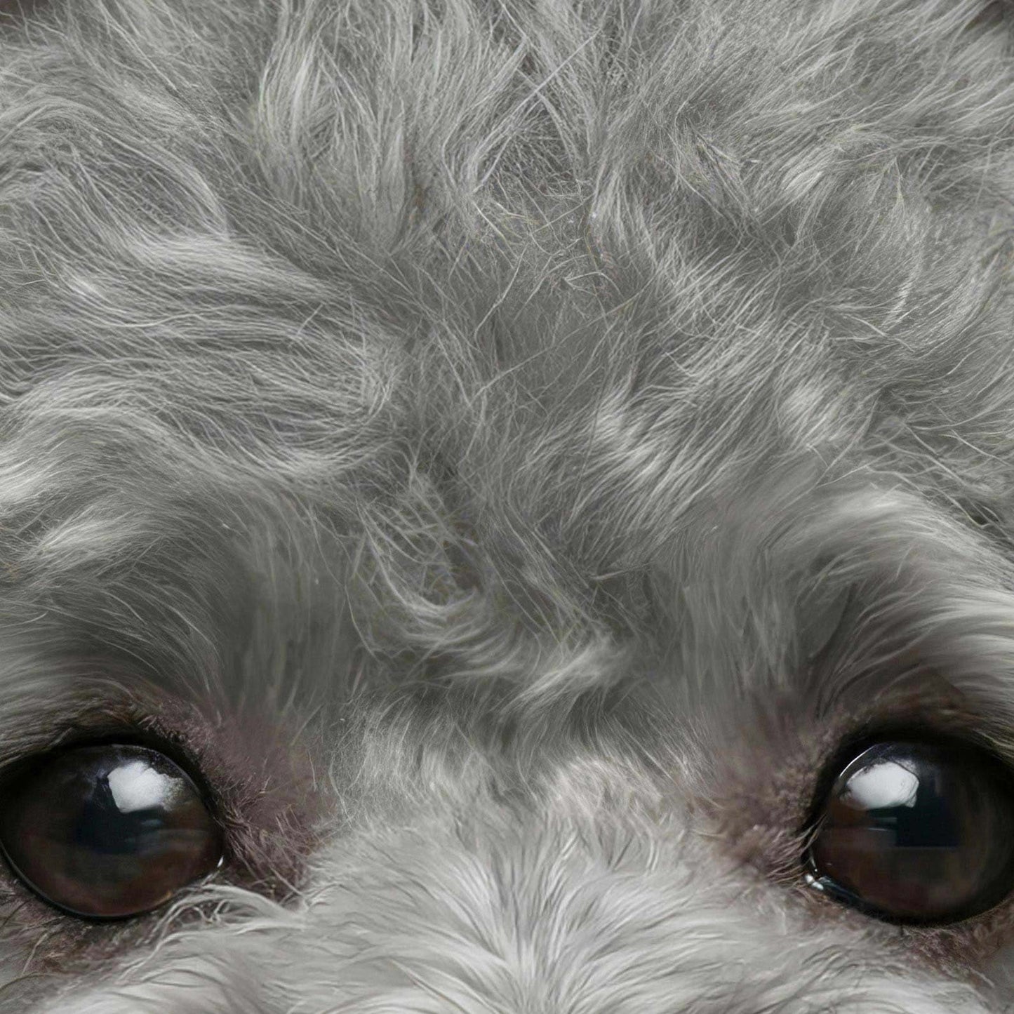 High Definition Print Quality Detail Of Fashion Grey Poodle
