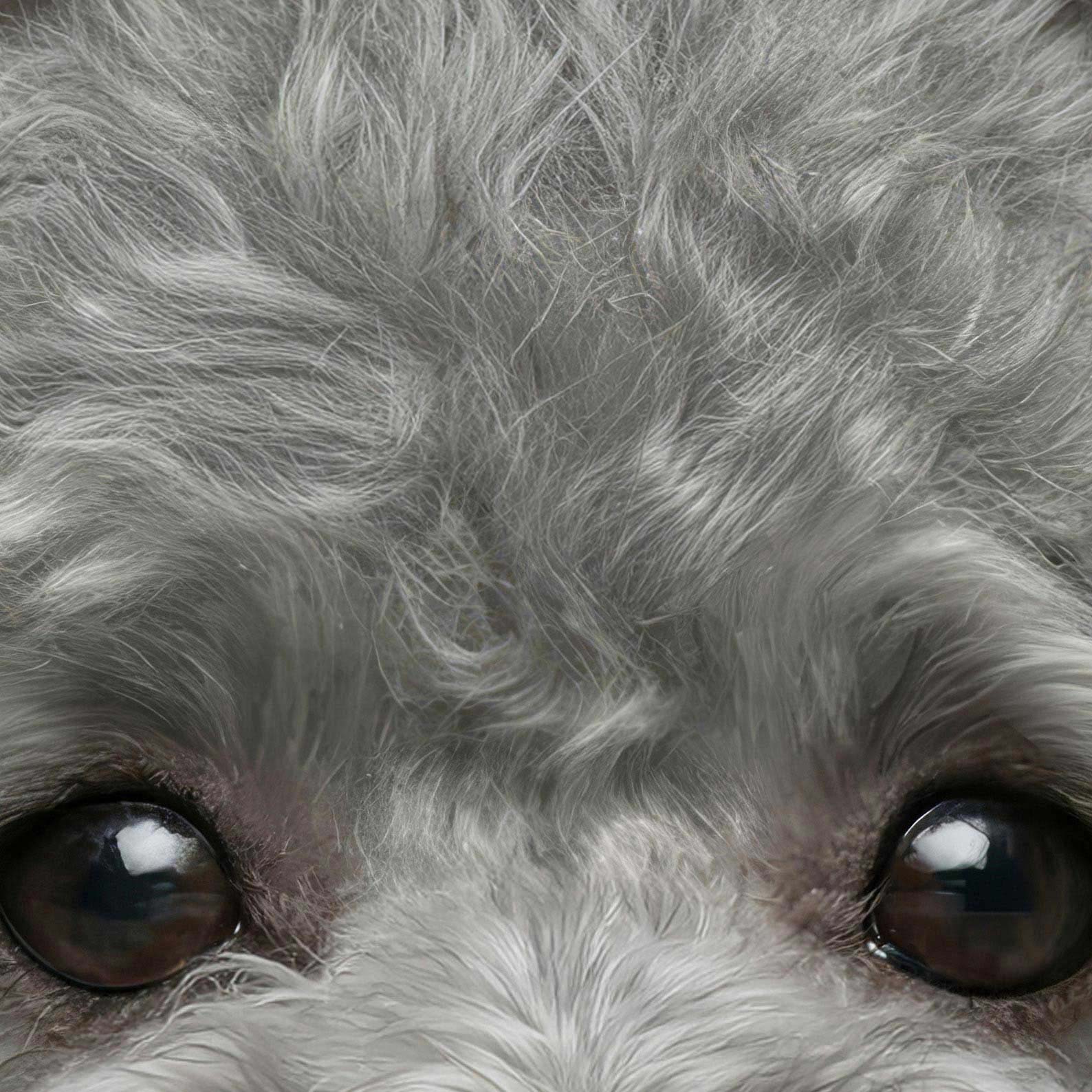 High Definition Print Quality Detail Of Fashion Grey Poodle