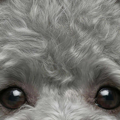 High Definition Print Quality Detail Of Fashion Grey Poodle