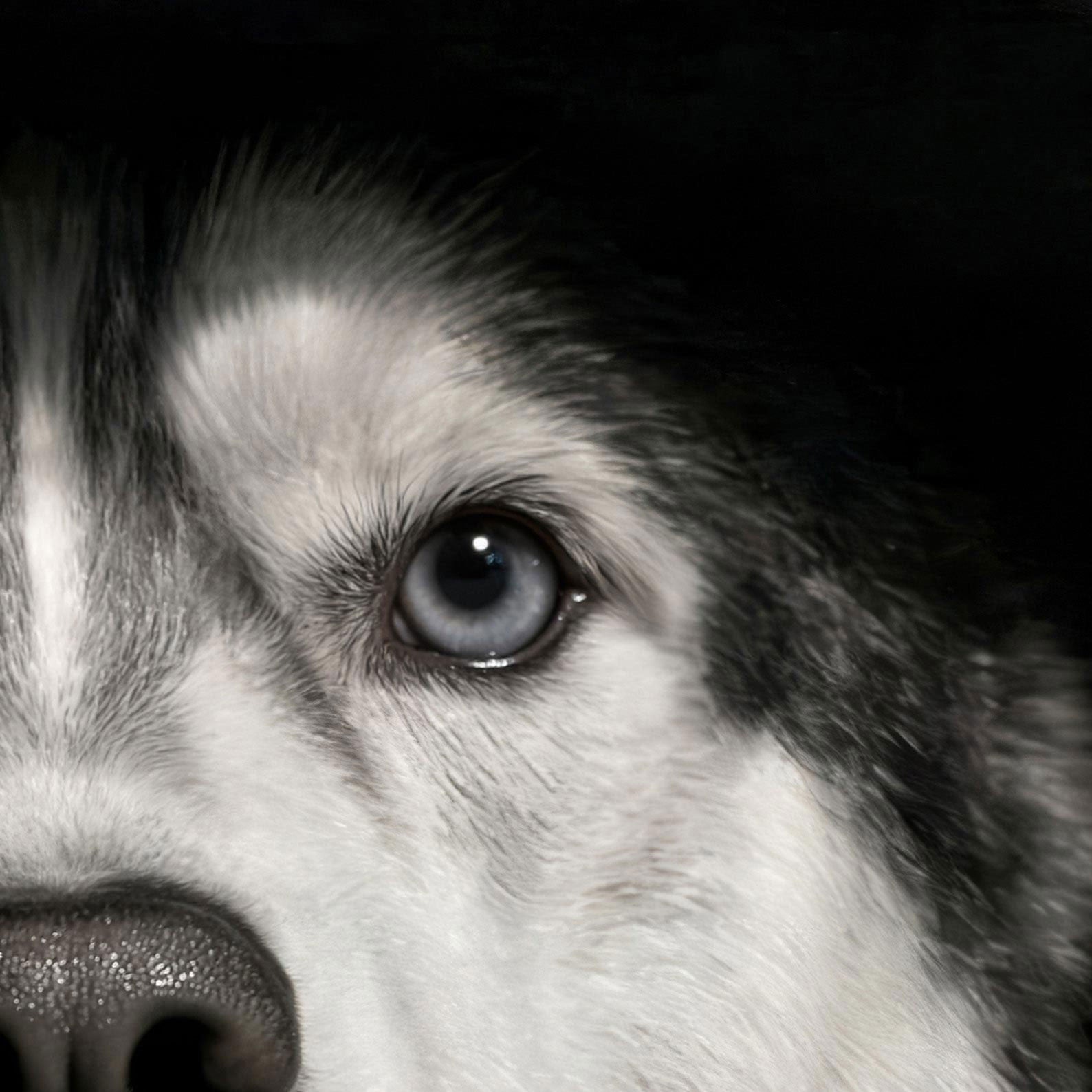 High Resolution Art Texture Of Fashion Husky N