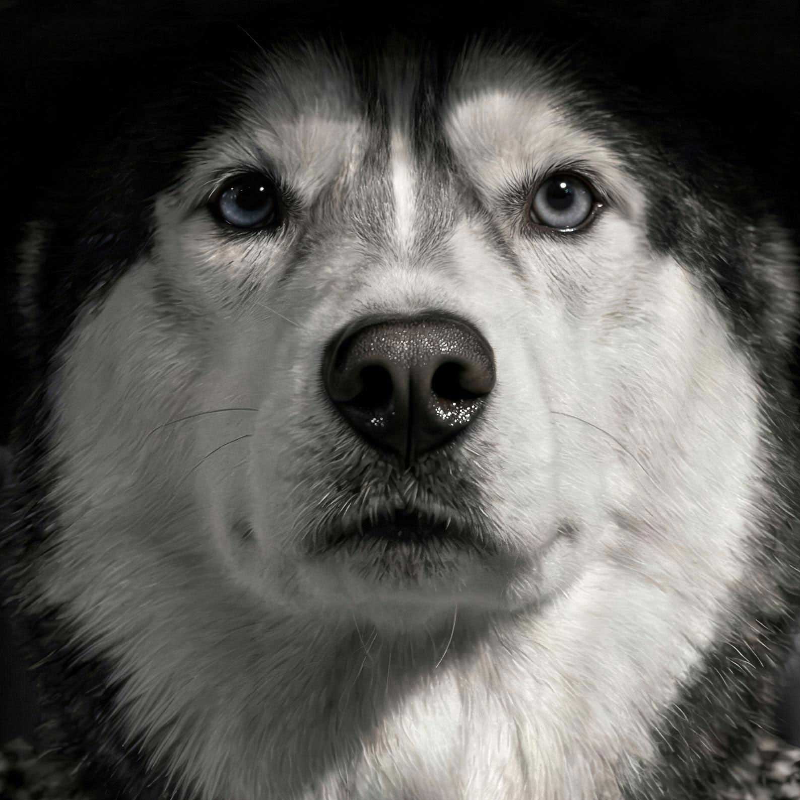 Extreme Close Up Detail Of Fashion Husky