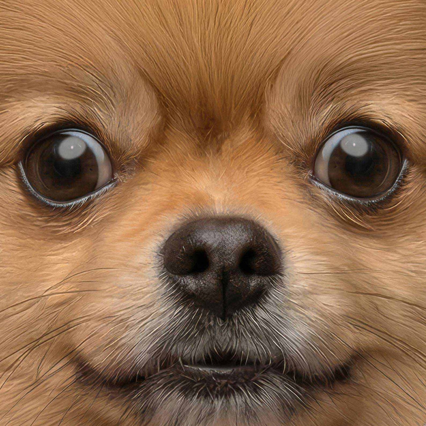 Extreme Close Up Detail Of Fashion Pomeranian