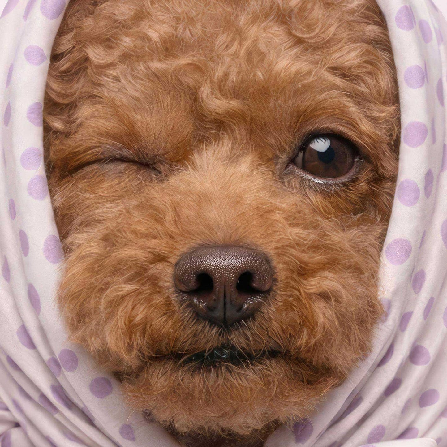 Extreme Close Up Detail Of Fashion Poodle