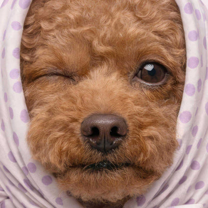 Extreme Close Up Detail Of Fashion Poodle