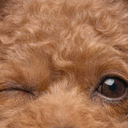 High Definition Print Quality Detail Of Fashion Poodle