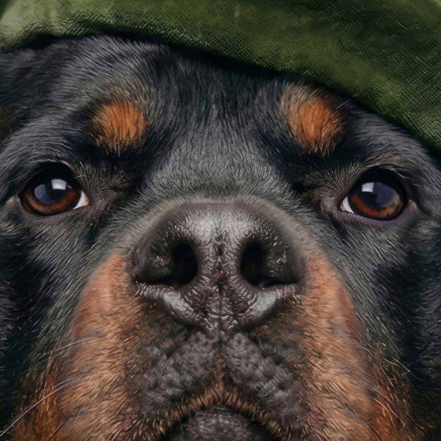 Extreme Close Up Detail Of Fashion Rottweiler