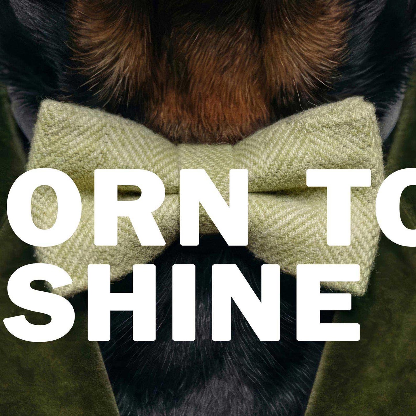 High Resolution Art Texture Of Fashion Rottweiler
