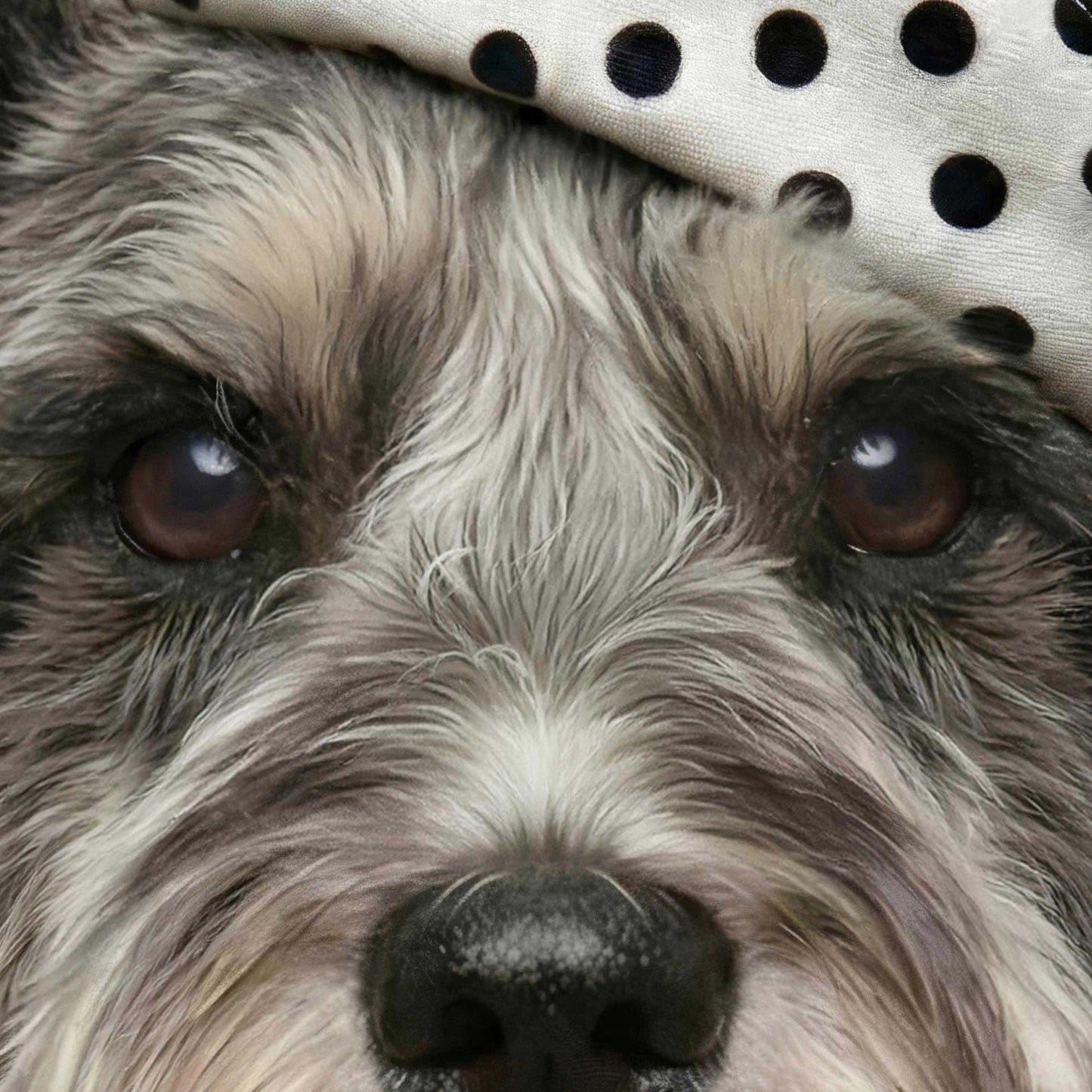 Extreme Close Up Detail Of Fashion Schnauzer F