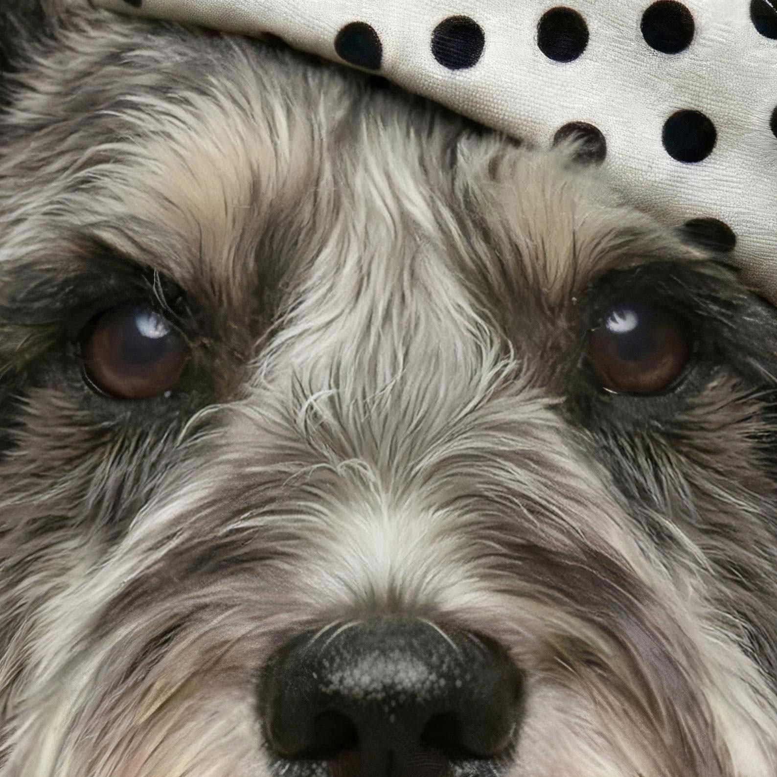 Extreme Close Up Detail Of Fashion Schnauzer F
