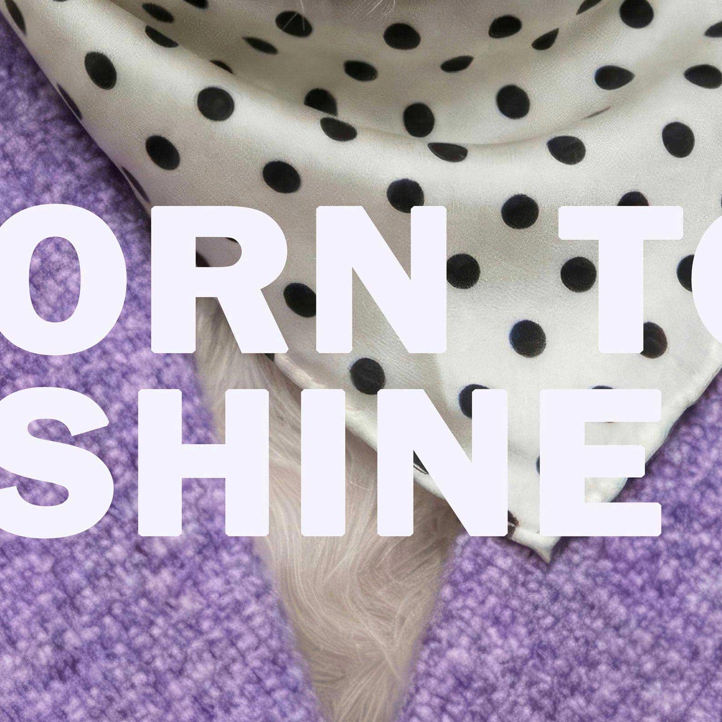 High Resolution Art Texture Of Fashion Schnauzer F