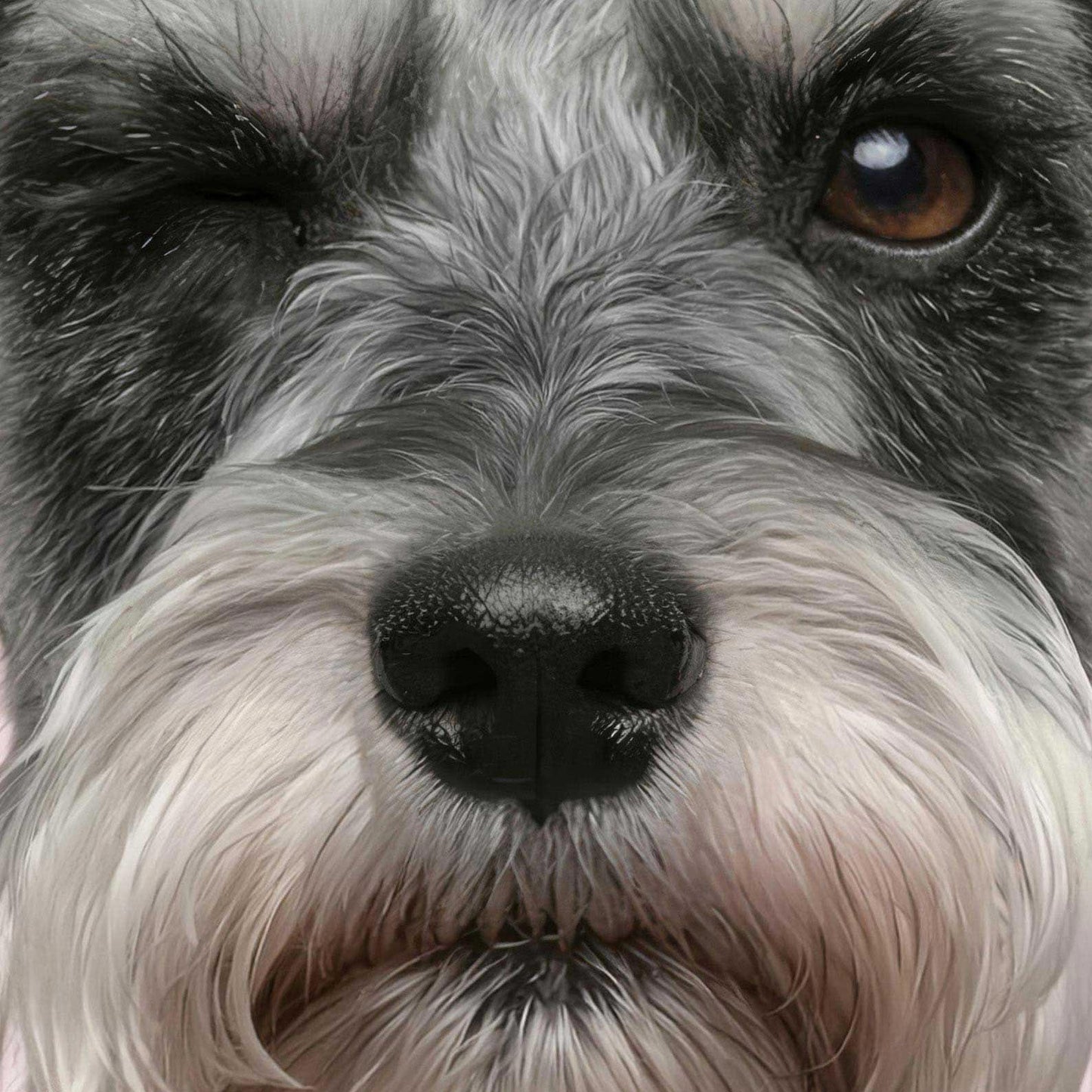 Extreme Close Up Detail Of Fashion Schnauzer