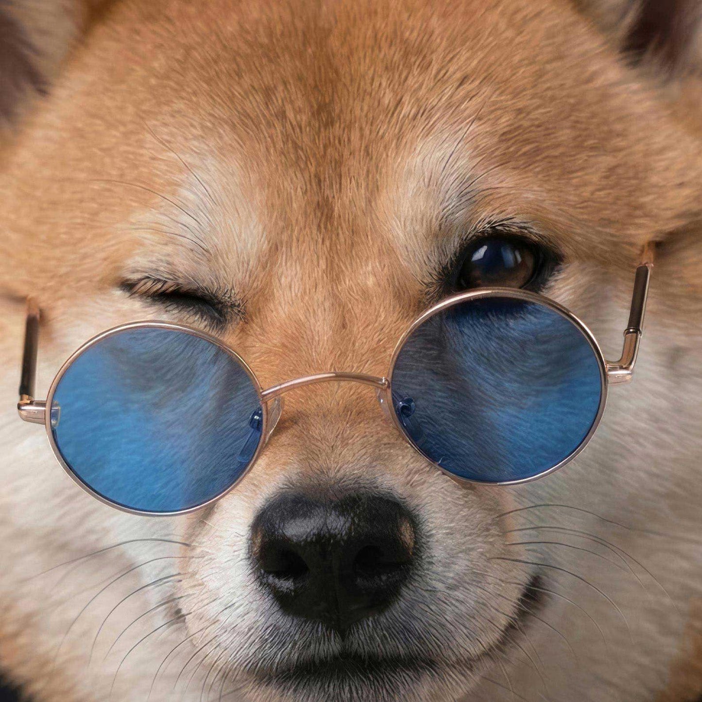 Extreme Close Up Detail Of Fashion Shiba Inu