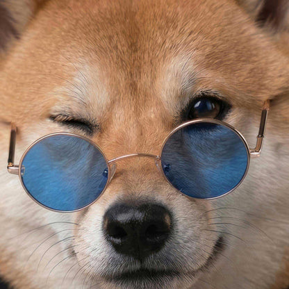 Extreme Close Up Detail Of Fashion Shiba Inu