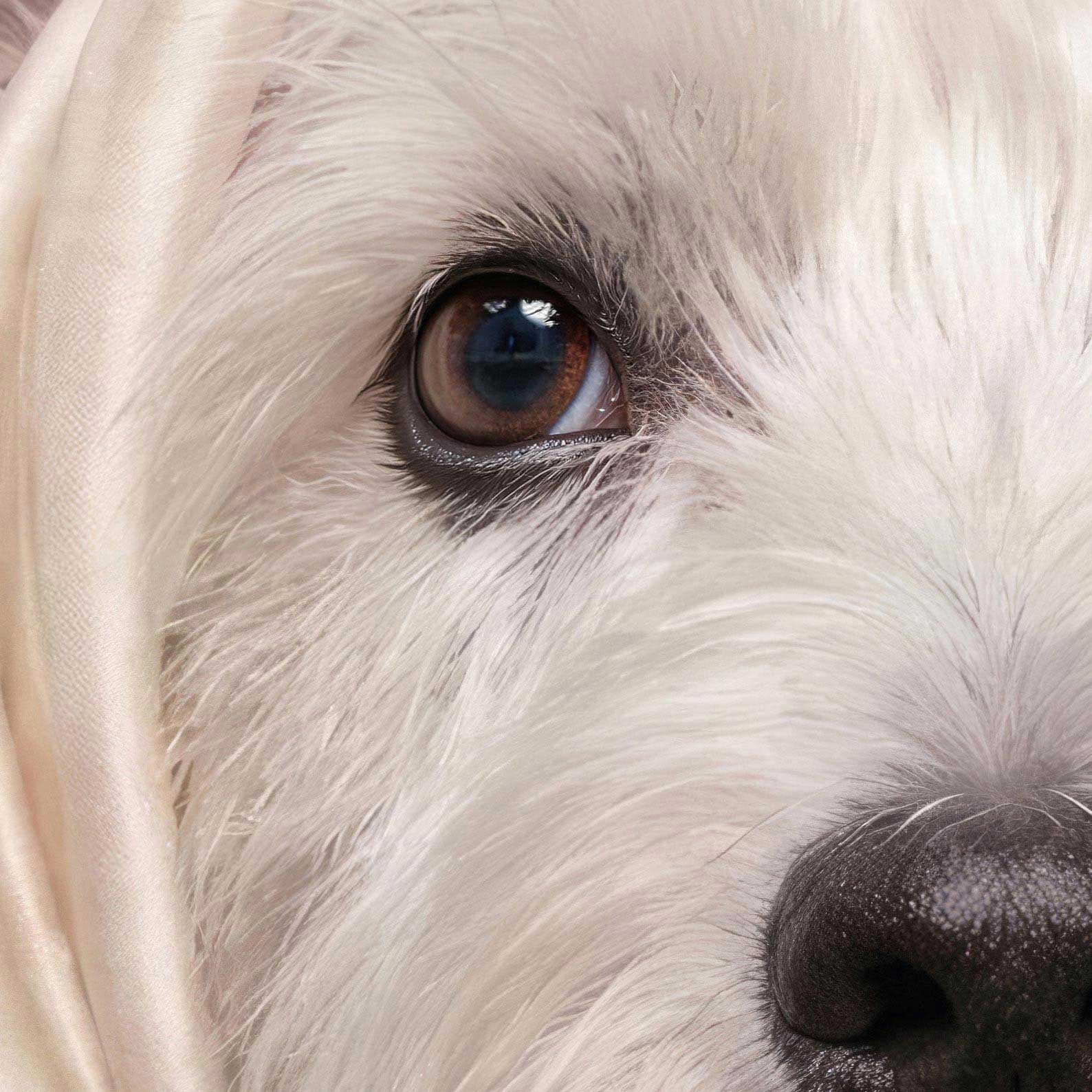 High Definition Print Quality Detail Of Fashion Westie