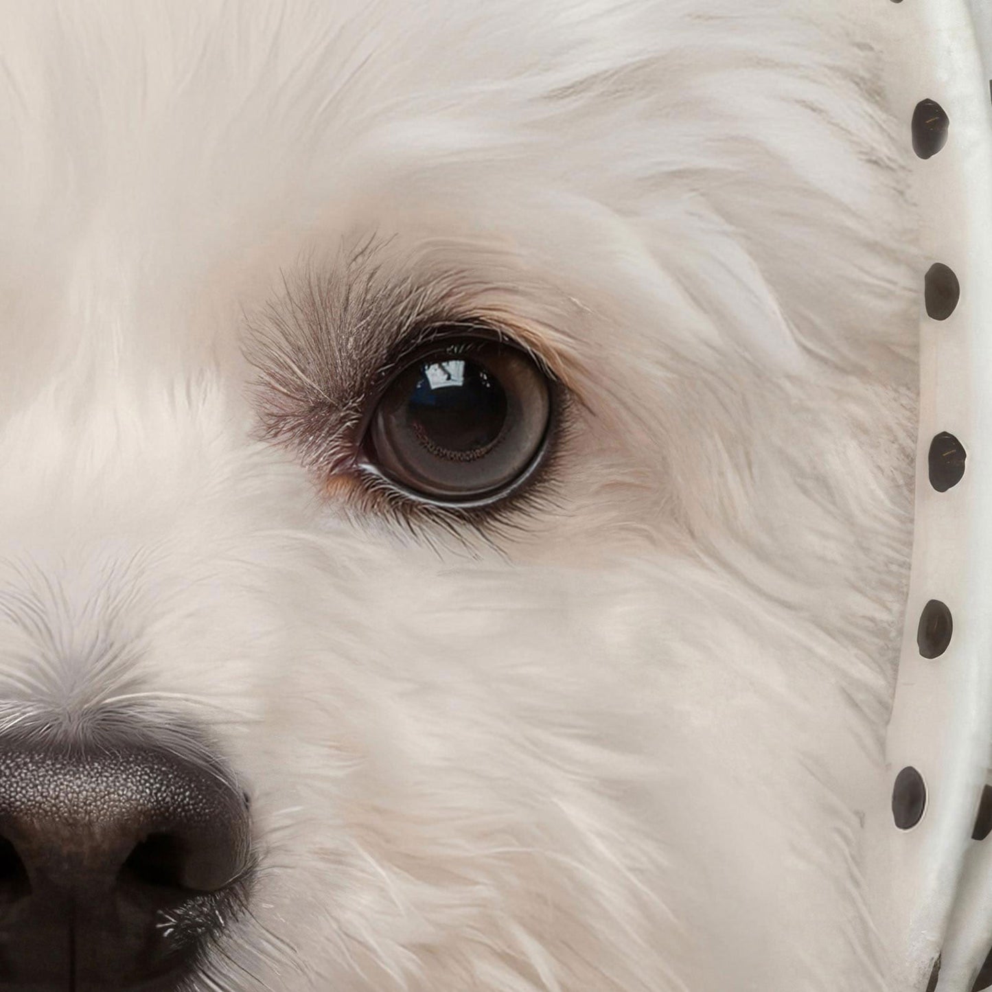 High Definition Print Quality Detail Of Fashion White Poodle