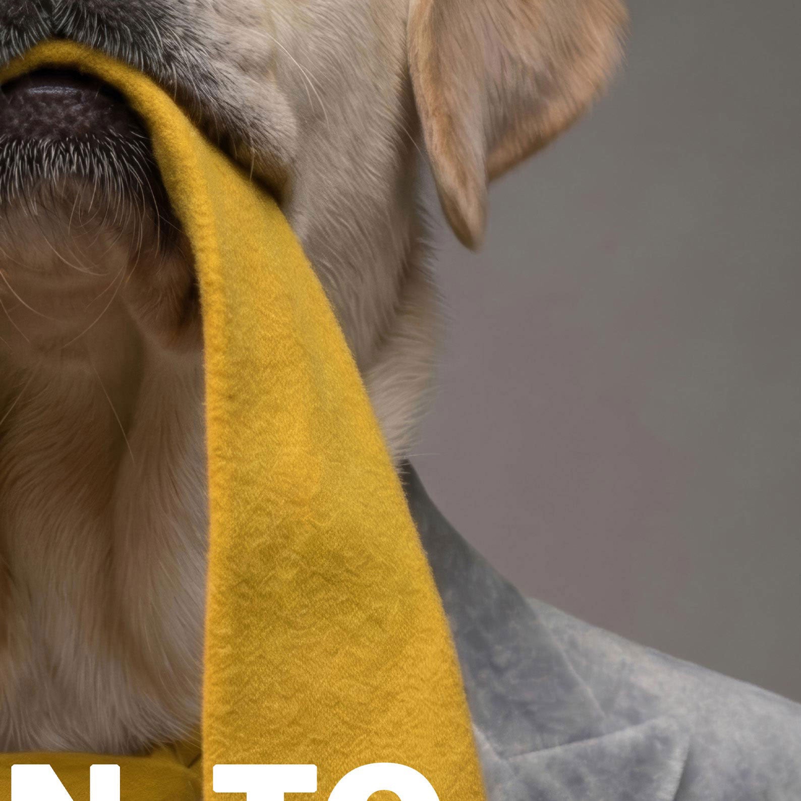High Definition Print Quality Detail Of Fashion Yellow Labrador