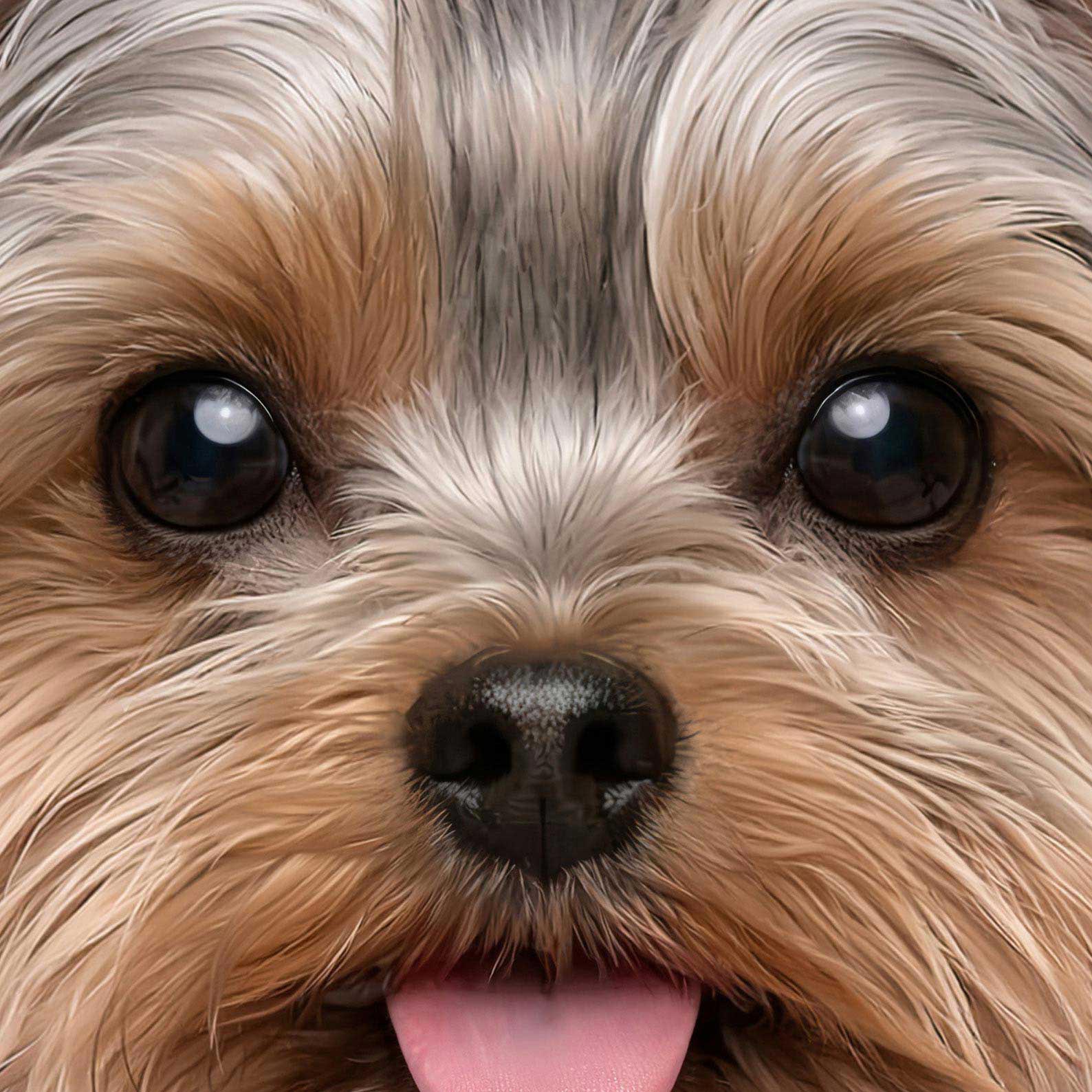 Extreme Close Up Detail Of Fashion Yorkshire Terrier