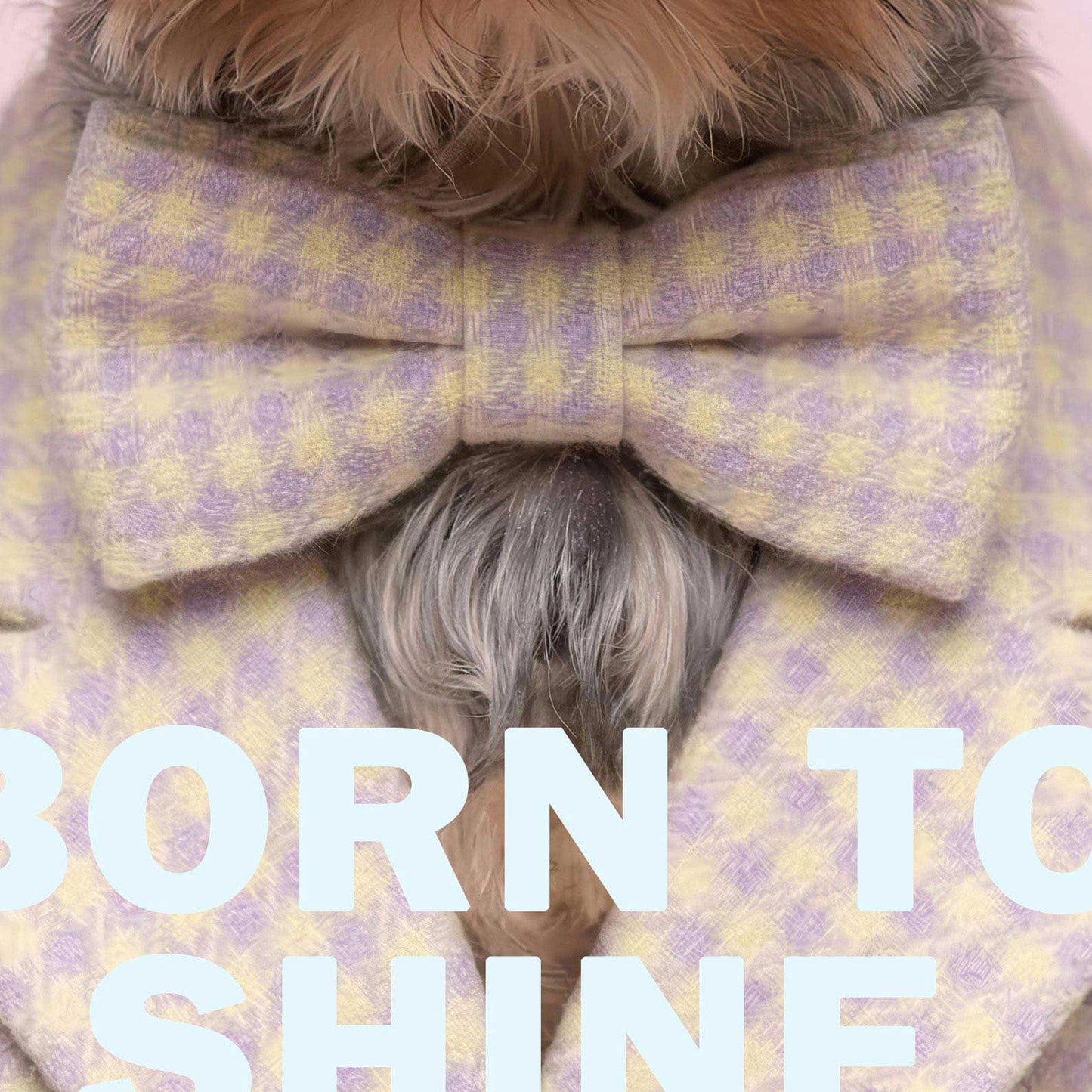 High Resolution Art Texture Of Fashion Yorkshire Terrier