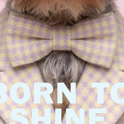High Resolution Art Texture Of Fashion Yorkshire Terrier