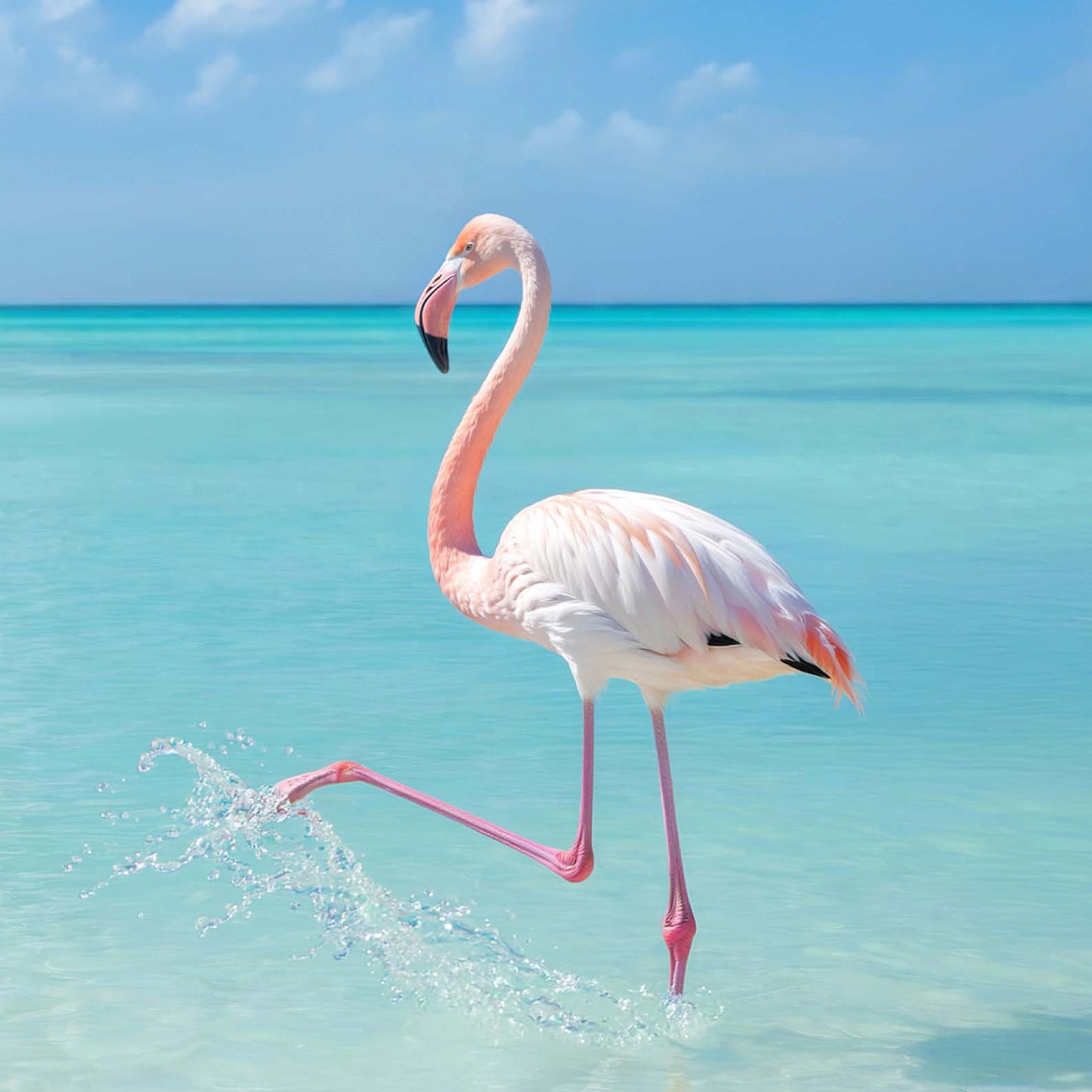 Extreme Close Up Detail Of Flamingo Ocean