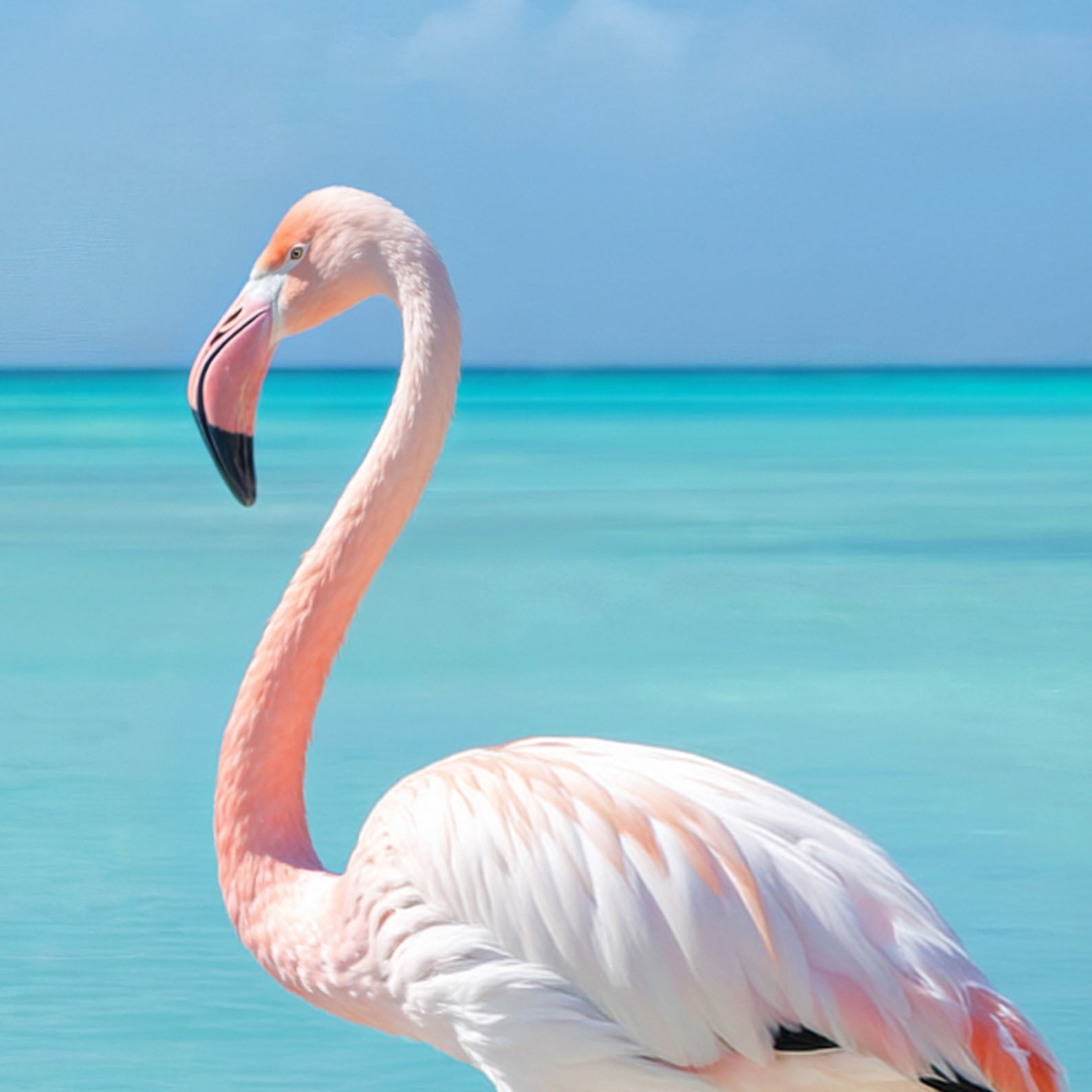 High Resolution Art Texture Of Flamingo Ocean