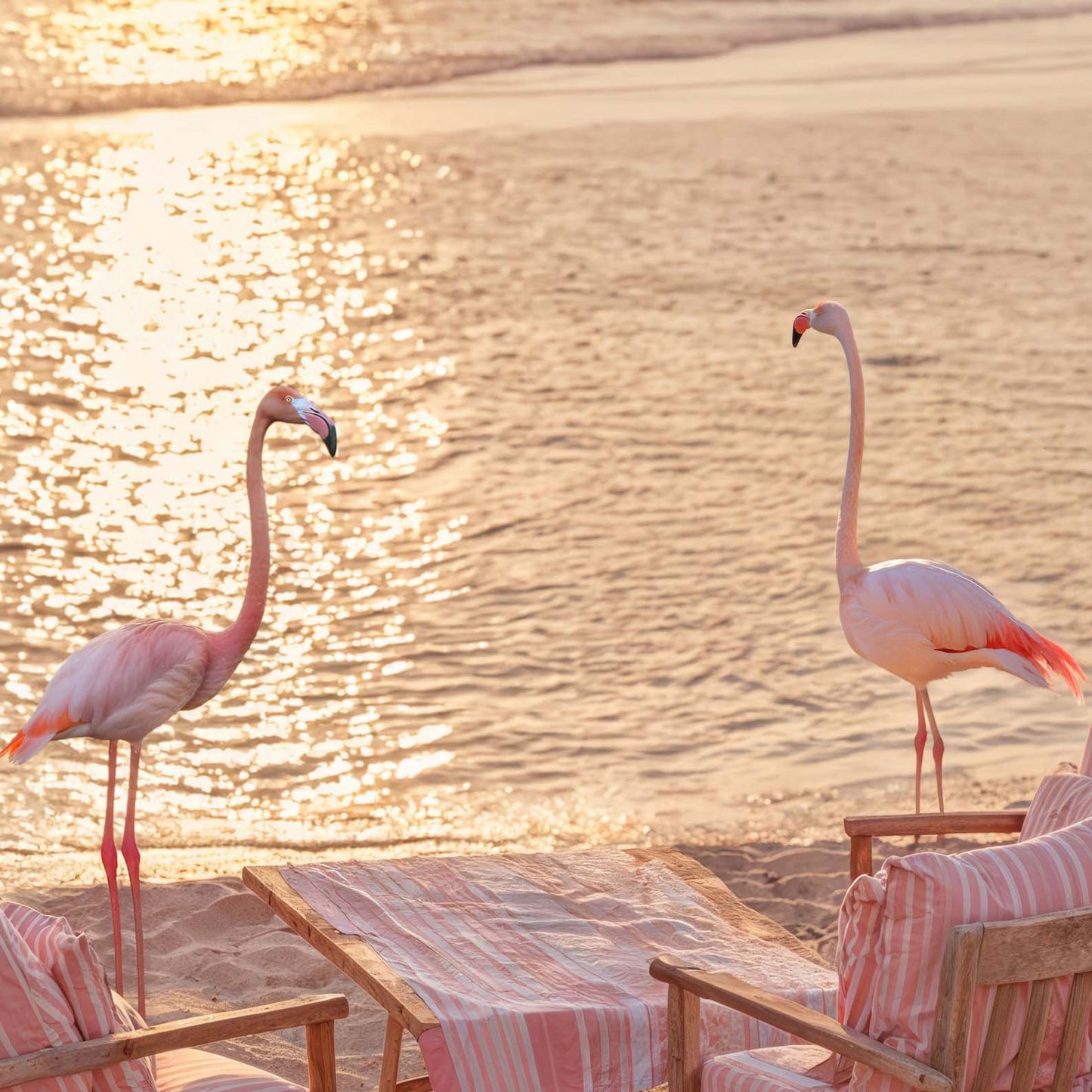 Extreme Close Up Detail Of Flamingos At Sunset
